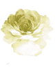 https://camilah-xv.click/wp-content/uploads/2024/09/x.png